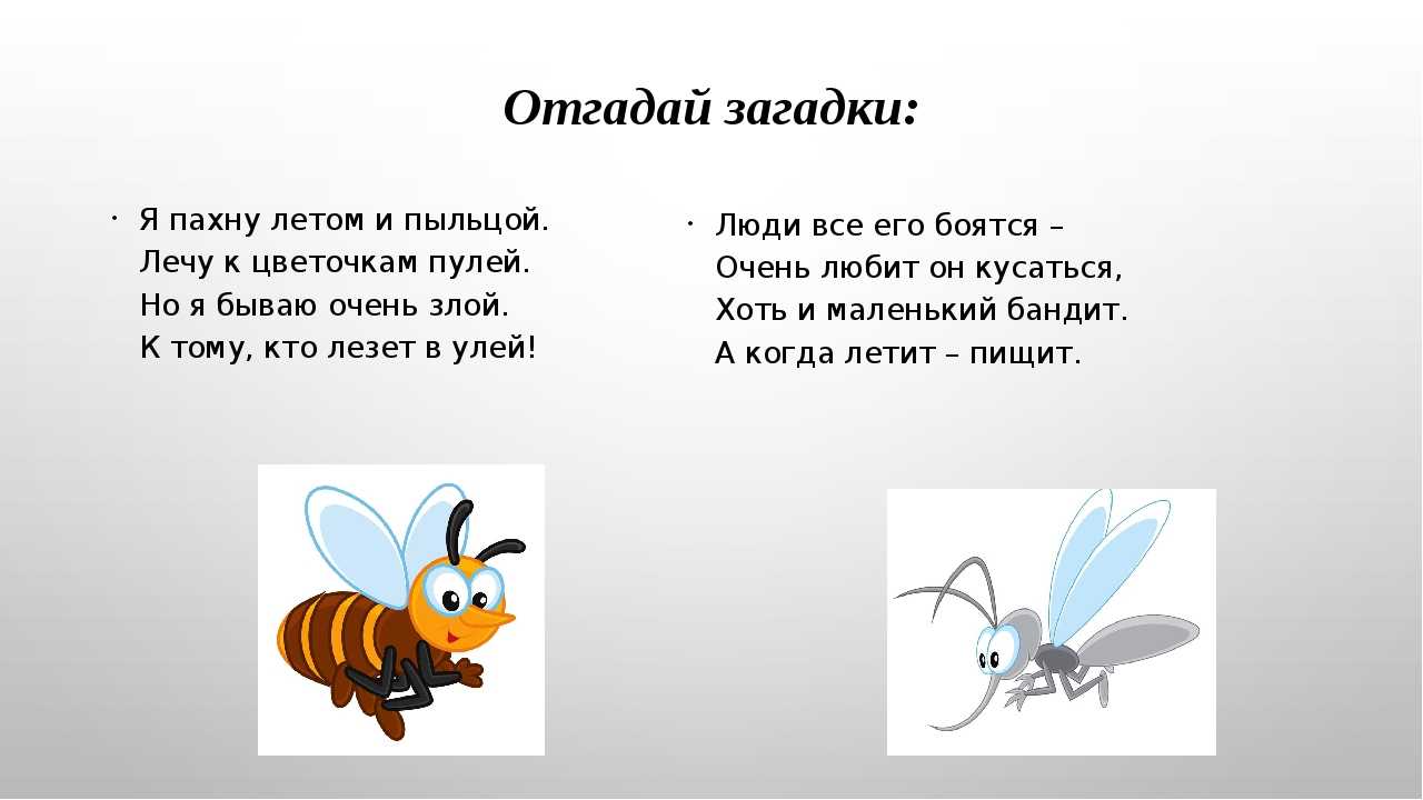 Загадки про насекомых для детей 4-5 лет с ответами