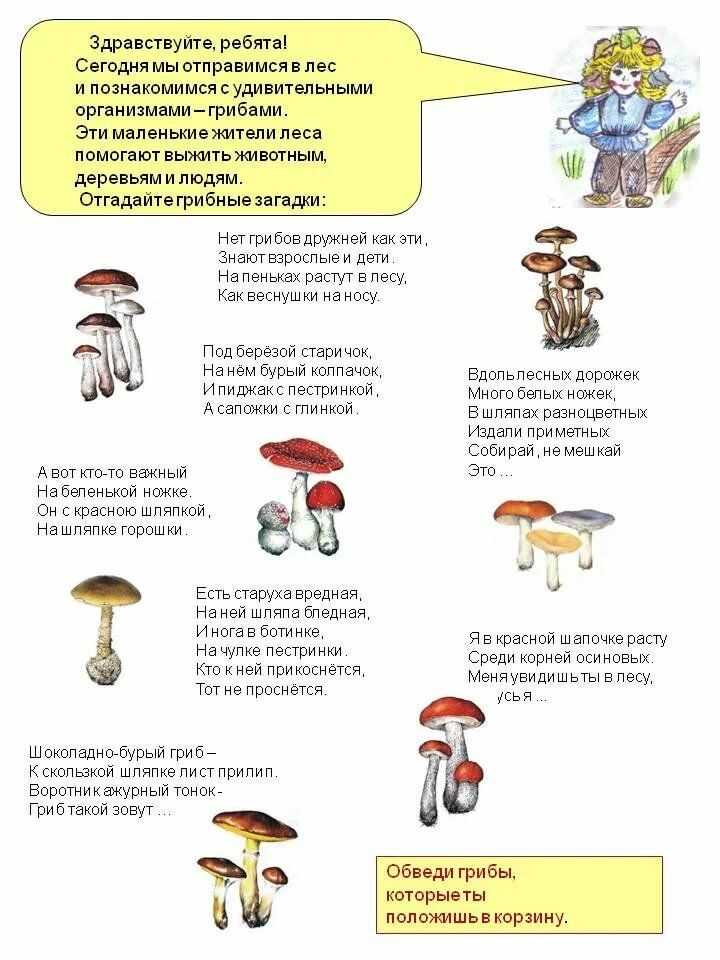 Стихи детские про грибы