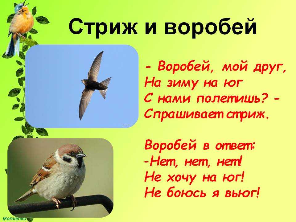 Загадки про птиц для детей - 130 крылатых загадок