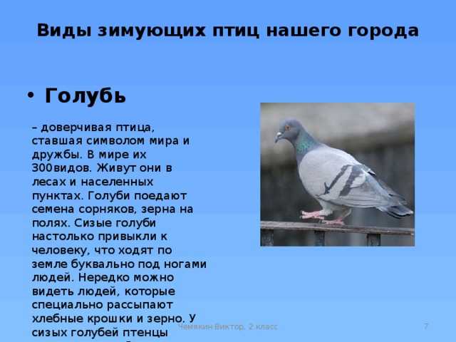 Караоке слова голубь. Голубь информация для детей. Описание голубя. Доклад о голубе. Рассказ про голубя.