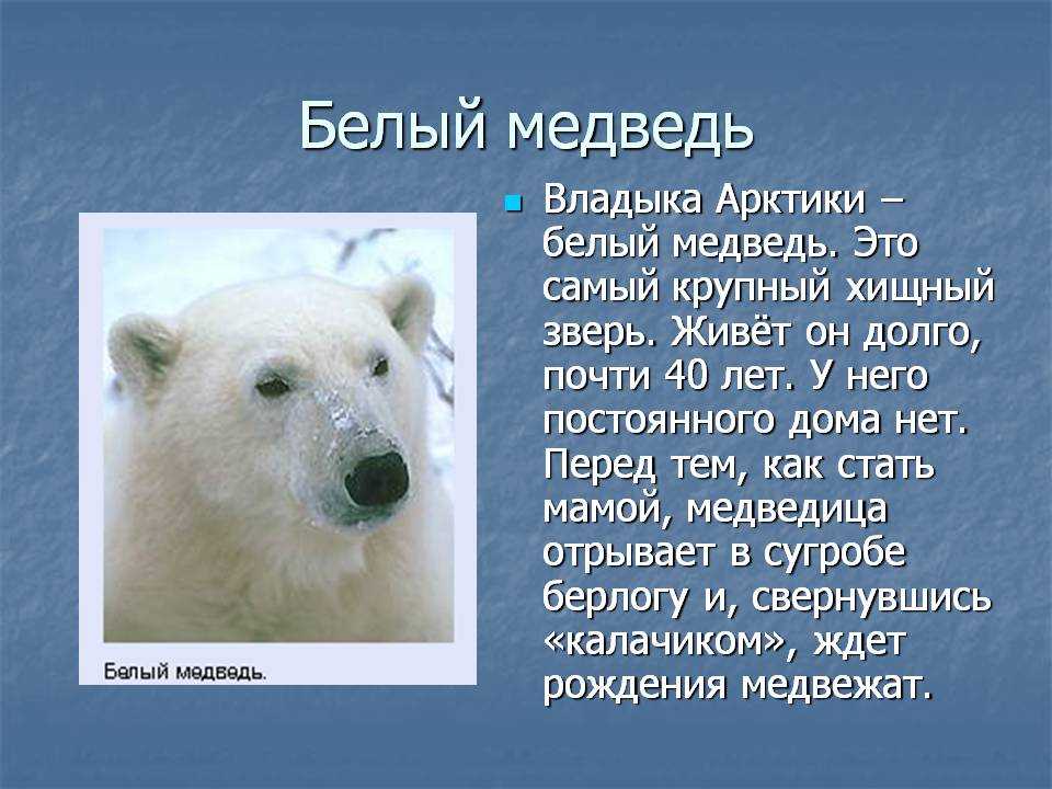 Рассказ про медведя 1 класс. Рассказ о белом медведе. Доклад про белого медведя. Раксза о белом медведе. Сообщение о белом медведе.