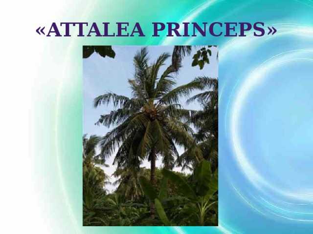 Аttalea princeps 🌼 гаршин в.м.