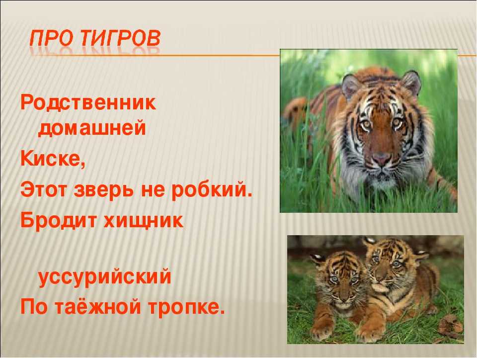 Загадки про тигра для детей