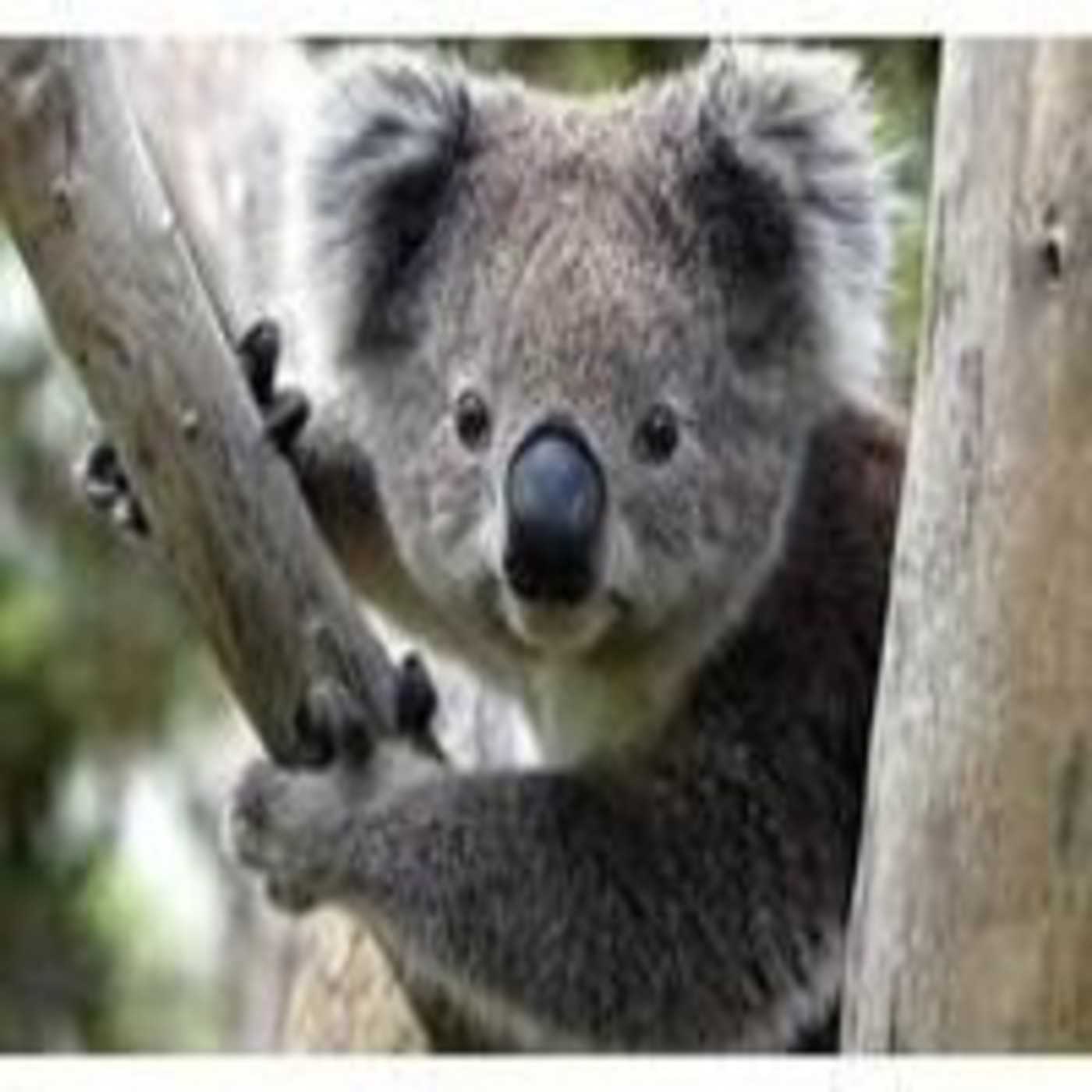 Сообщение про коалу - внешность, среда обитания, образ жизни