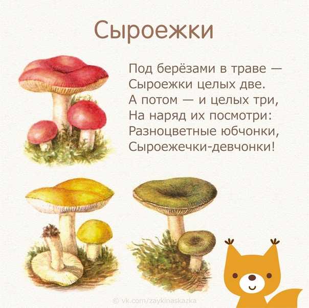 Стихи про грибы для детей | книга (младшая, средняя, старшая группа) на тему:
