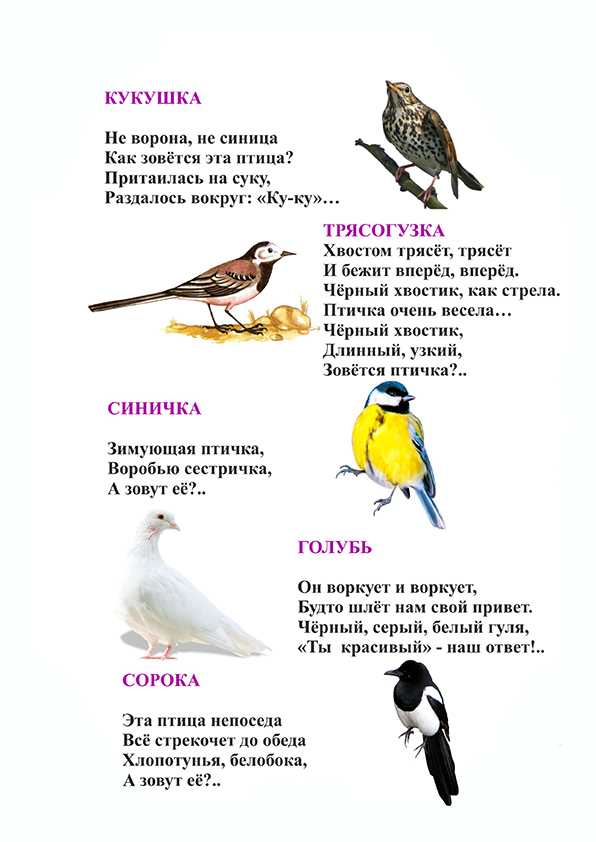 Загадки о птицах для детей 6-7 лет с ответами