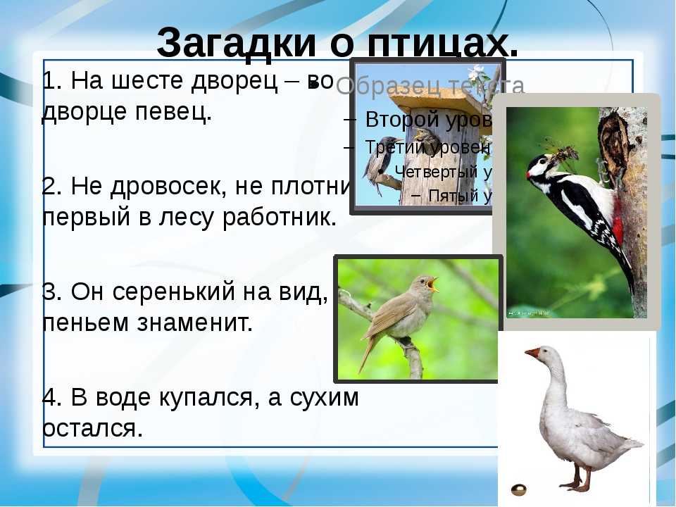 Загадки о птицах для детей 6-7 лет с ответами