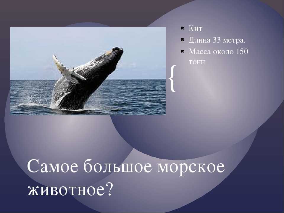 Загадки про кита для детей с ответами