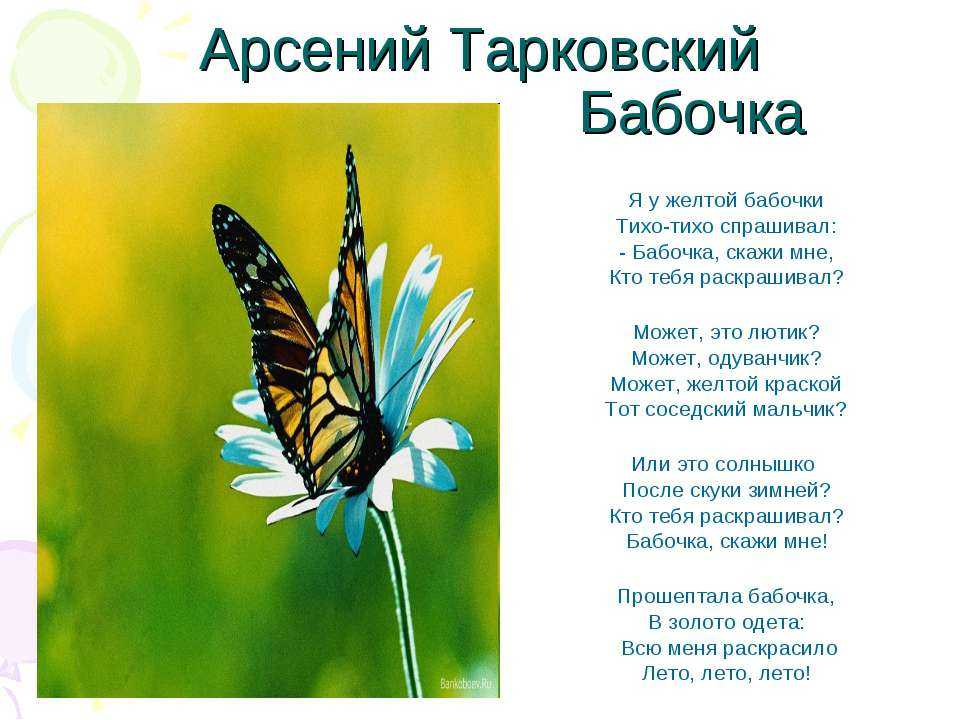 Статусы про бабочек