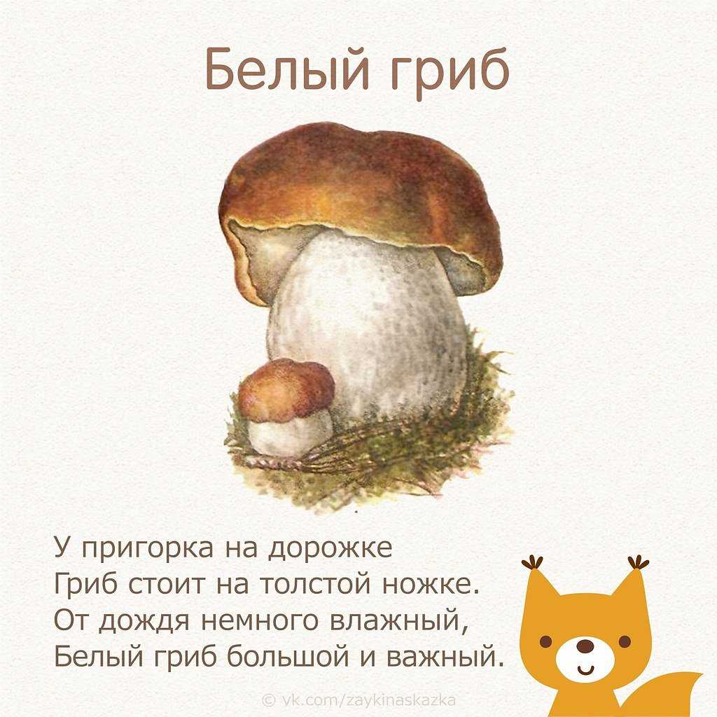 Стихи про грибы — подборка лучших детских стихотворений
