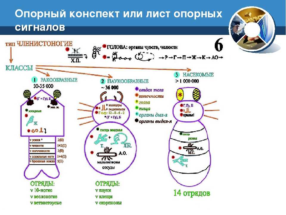 Опорный конспект в виде схемы