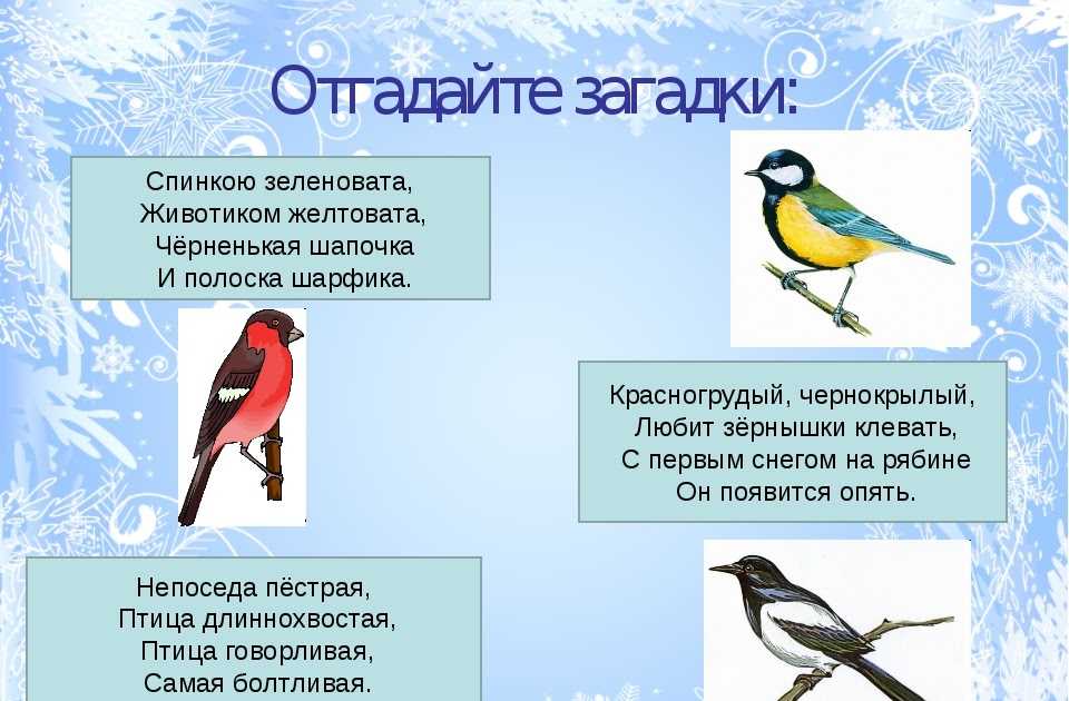Загадки про птиц с ответами для 1-2 класса