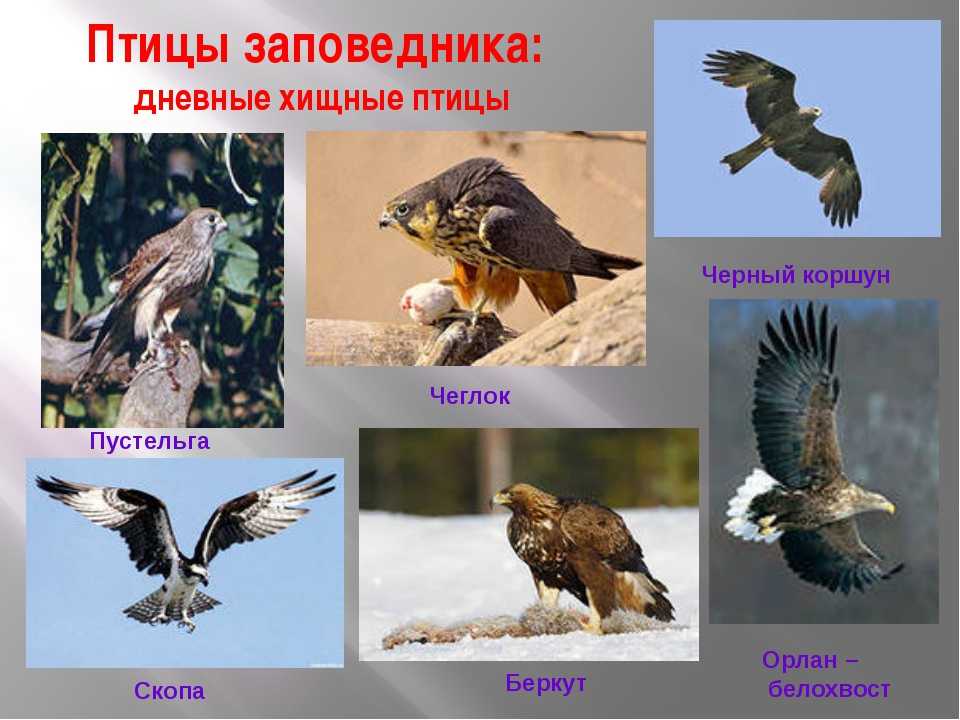 Эти птицы могут летать часами, ни разу не взмахнув крыльями - hi-news.ru