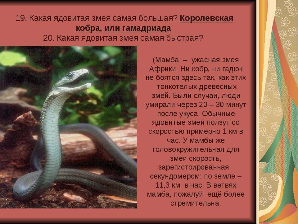 Кобра факты. Самые ядовитые змеи. Какая самая ядовитая змея в мире. Самые ядовитые змеи с названием. Ядовитые животные описание.