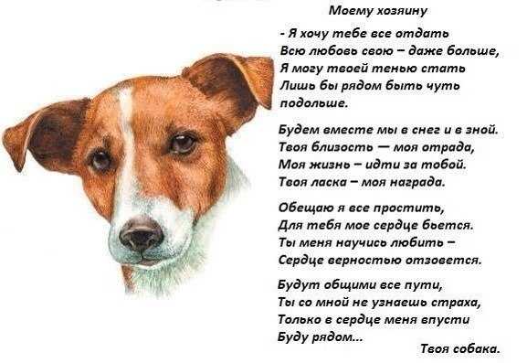 40 коротких стихов про собак и щенков