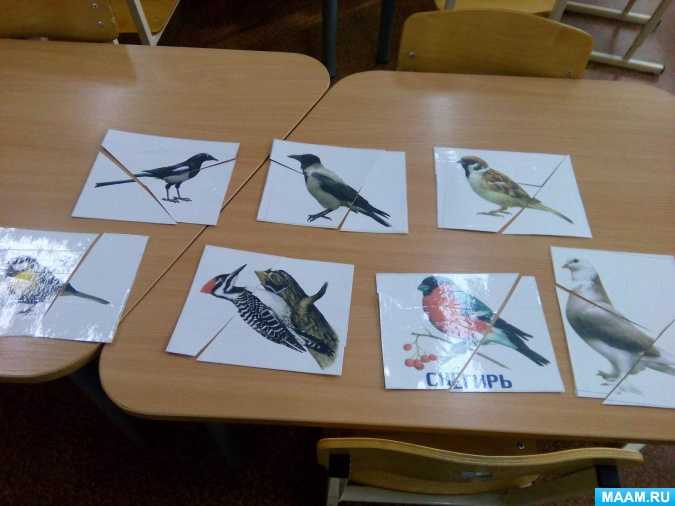 Свиристель: описание птицы, где живет, чем питается