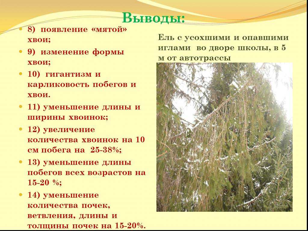 Пахнет хвоей и не осыпается: как выбрать живую елку к новому году - vtomske.ru