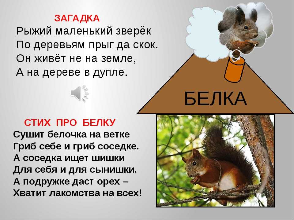 Загадки про животных с ответами — лучшая подборка для детей: 130 загадок