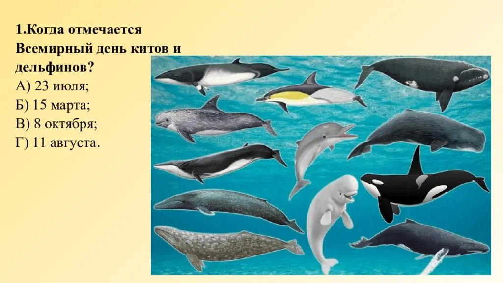 Дельфин относится к группе животных. Киты. Киты и дельфины. Кит и Дельфин. Всемирный день китов и дельфинов.