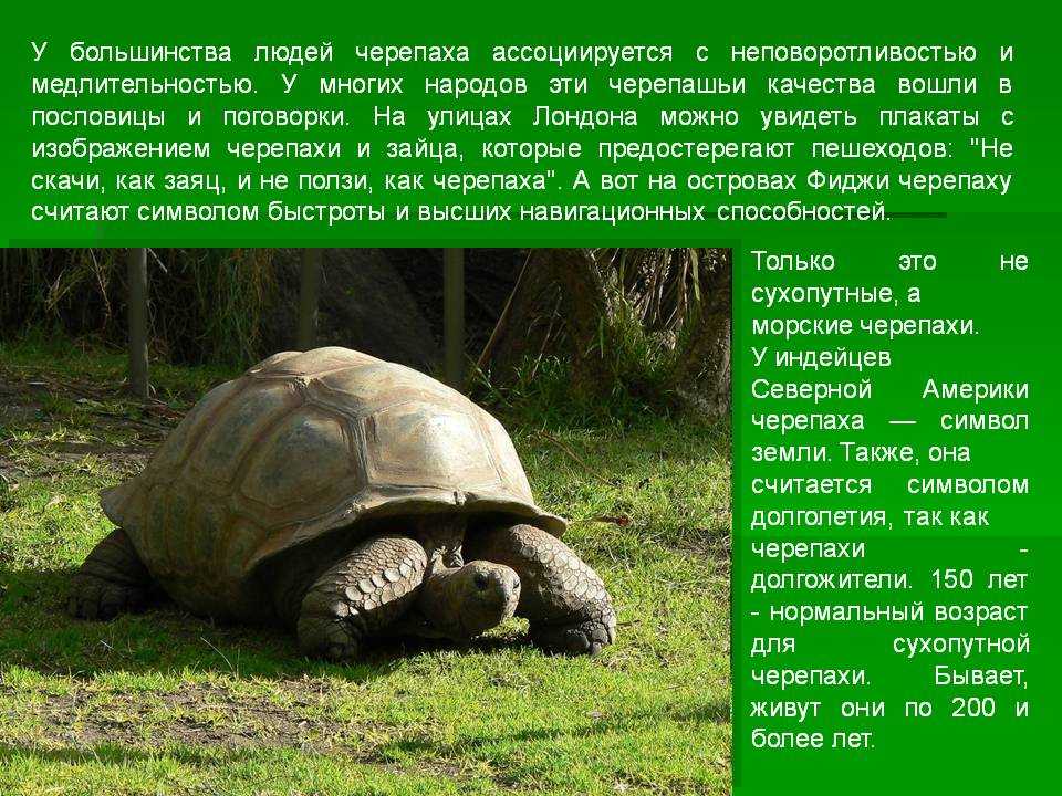 Шесть причин, почему черепаха ничуть не хуже собаки . новости - россия. metro