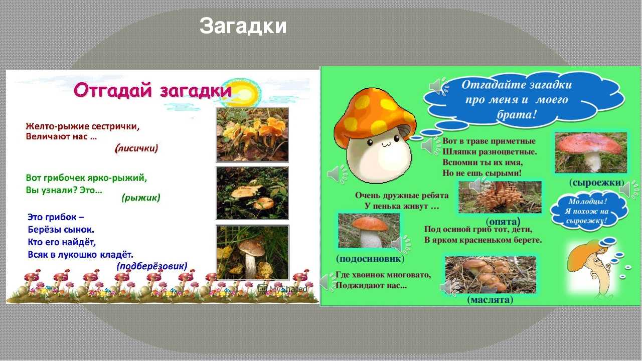 Загадки про грибы для детей с ответами