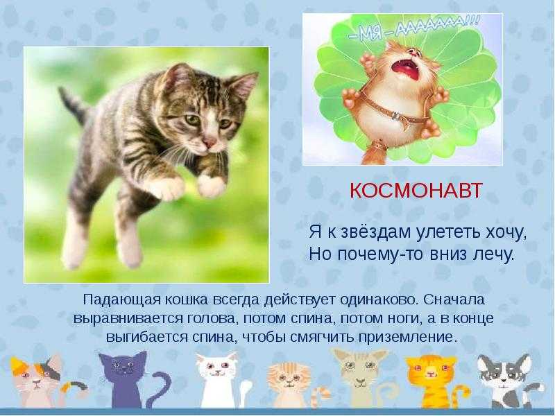 Кота 1 класс. Презентация кошки для дошкольников. Кошка рассказ для детей. Кошка для детей. Художественное слово про кошку.