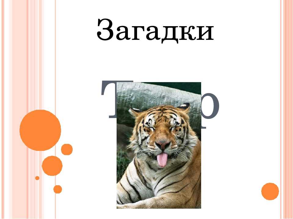 Загадки про животных для детей с ответами ✅ блог iqsha.ru