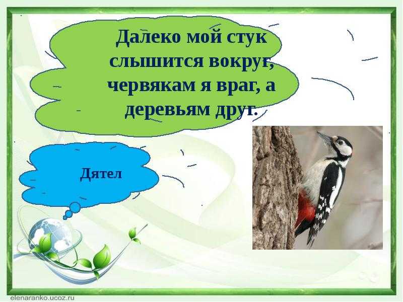 Презентация «зимующие птицы белогорья. дятел презентация к уроку по окружающему миру (1 класс) по теме