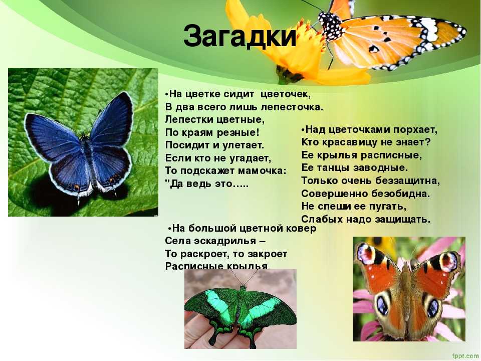 Статусы про бабочек в животе со смыслом