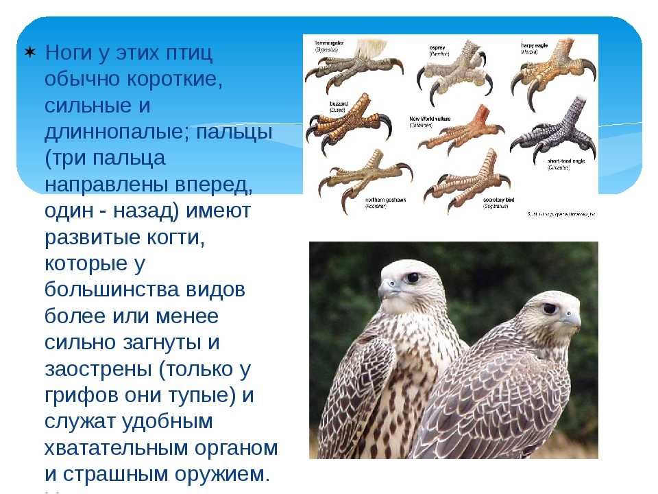 7 птиц, которых знают только русские: 𝚷𝚲𝐎௶𝐀𝐃𝐊𝐀 𝐌𝖀𝐗𝐀𝖀𝚲𝐀 𝐌𝐎𝐏𝐎𝟑𝐀 newsland – комментарии, дискуссии и обсуждения новости.
