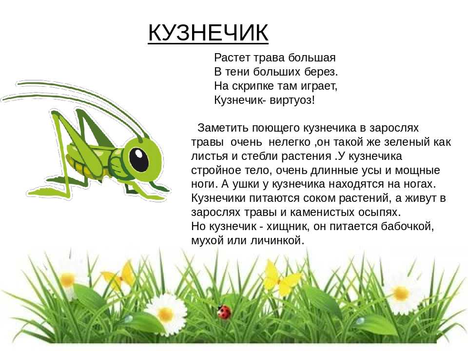 Картотека загадок "насекомые" | картотека на тему: