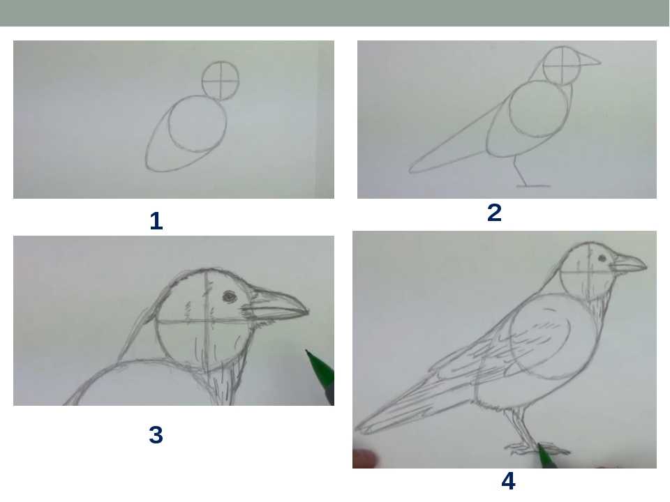 Как нарисовать ворону: легкая поэтапная инструкция с описанием и иллюстрациями
