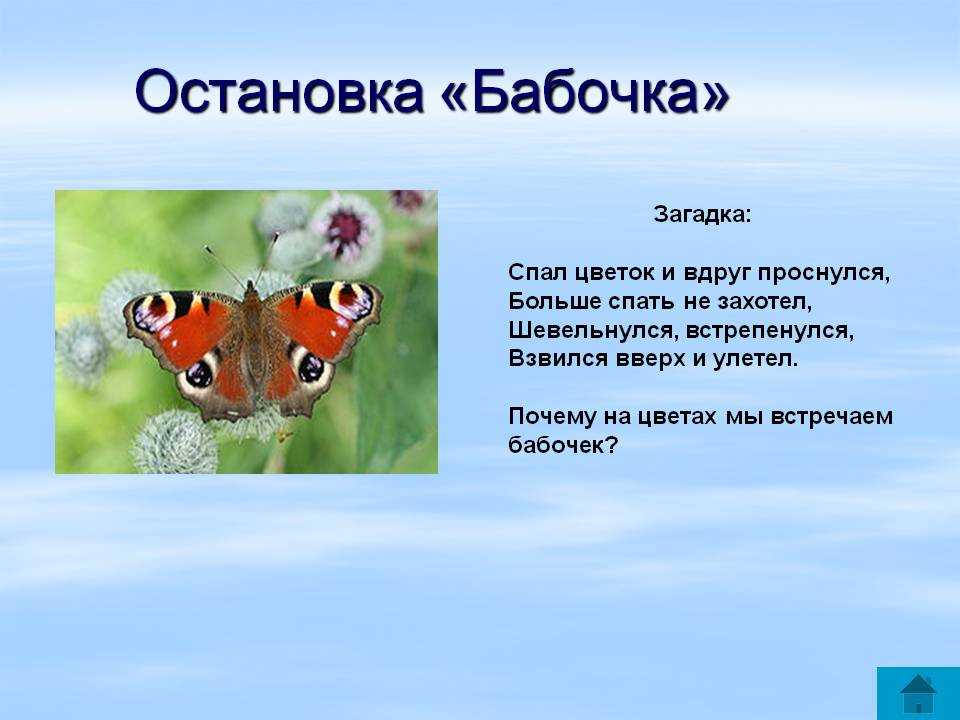 Загадки про цветы и бабочек. загадки про бабочкудля детей и взрослых