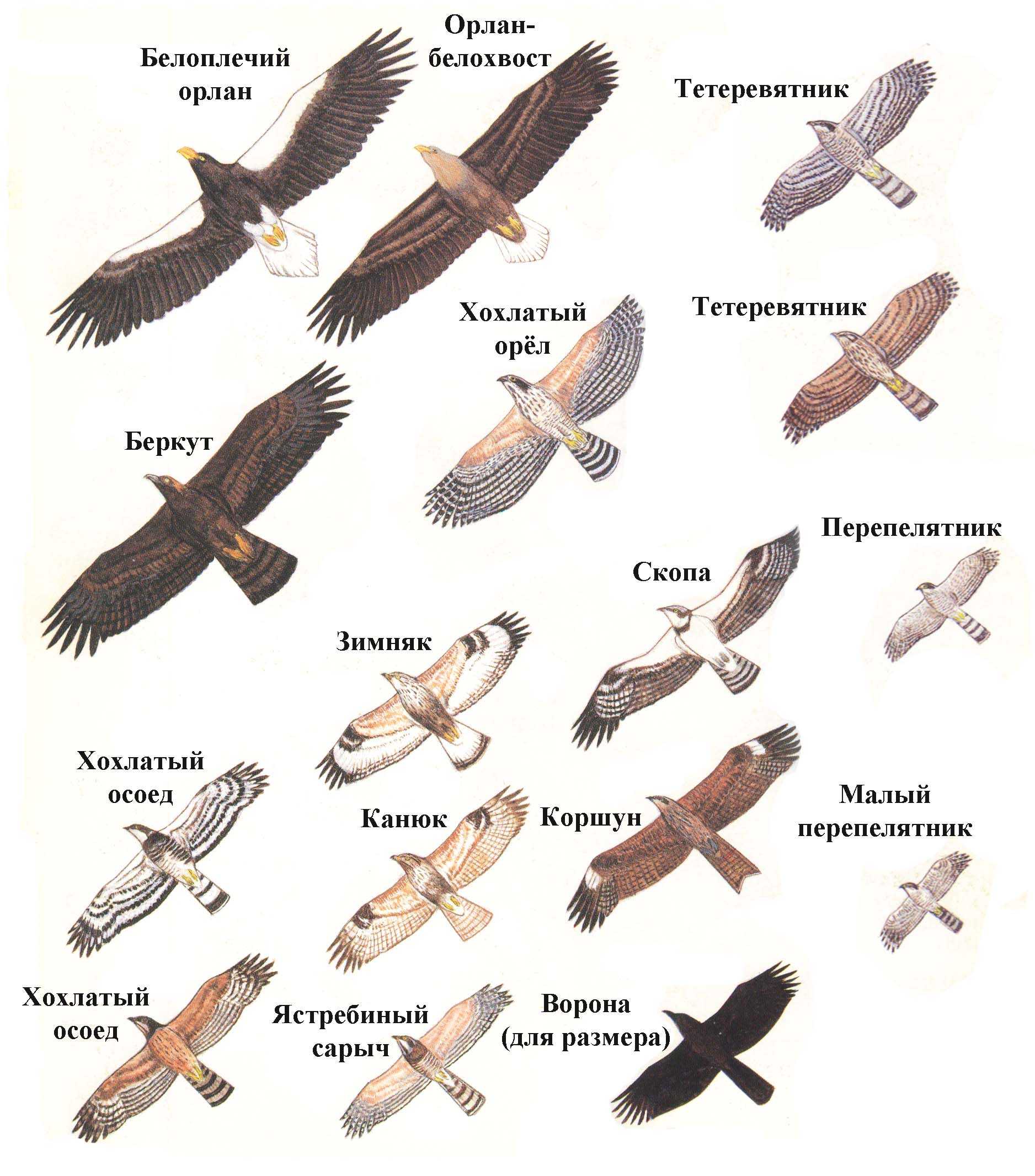 Топ 10: самые высоко летающие птицы в мире - названия, фото и описание — природа мира