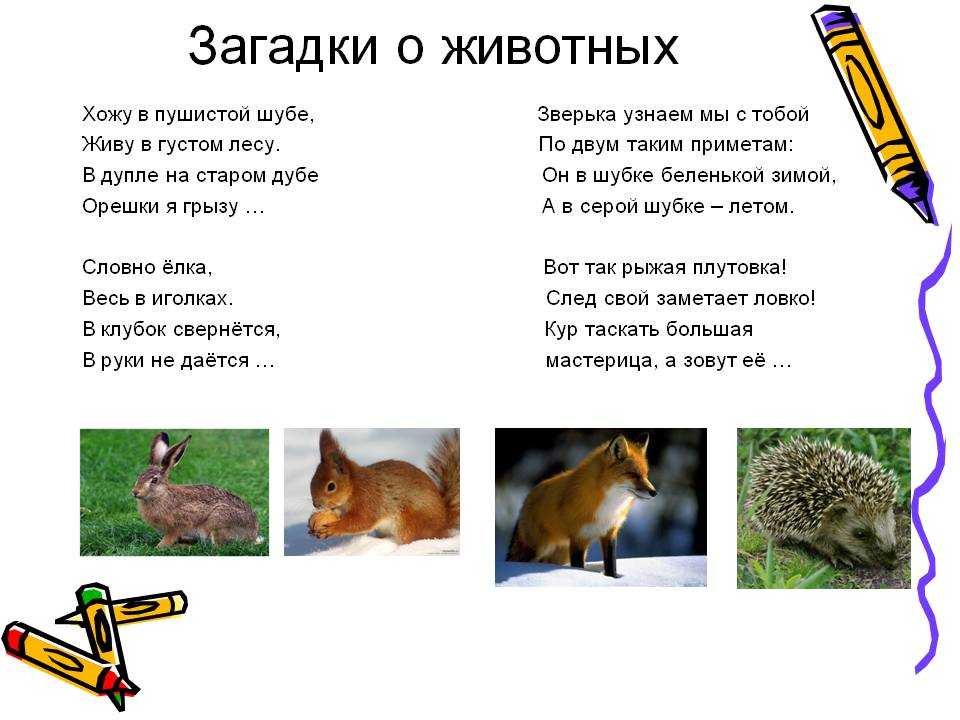 Загадки про диких и домашних животных с ответами для 1-4 класса
