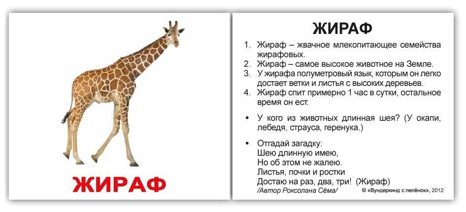 Какой тип развития характерен для сетчатого жирафа. Карточки с описанием животных для детей. Жираф описание для детей. Загадка про жирафа для детей. Загадка о жирафе.