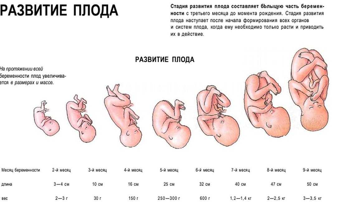 Как зарождается жизнь ребенка в утробе матери, и как развивается плод в первом, втором и третьем триместре по неделям с фото