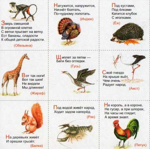 Загадки про животных с ответами — лучшая подборка для детей: 130 загадок