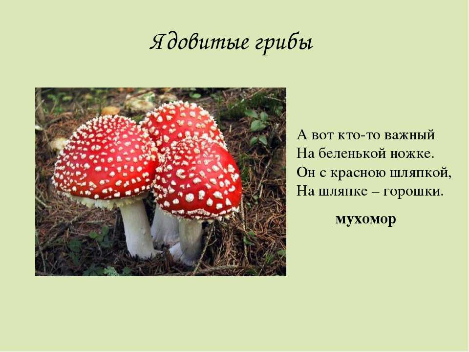 Загадки про грибы: подборка с фотографиями