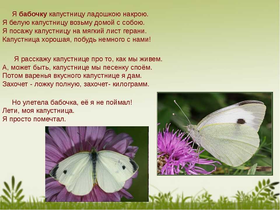 Бабочки — это живые души цветов. красивые цитаты и статусы про бабочек