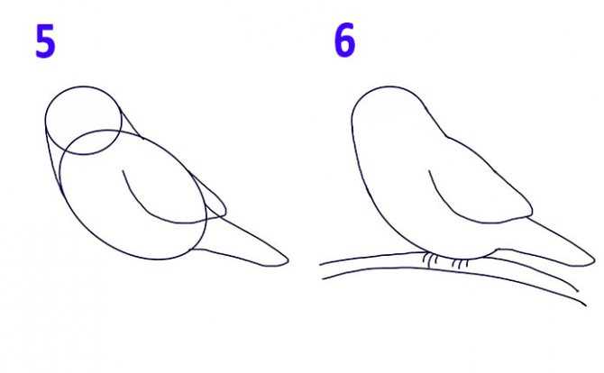 Как нарисовать кукушку :: как сделать кукушку дома :: рисование :: neprostoguru.ru: как просто сделать всё