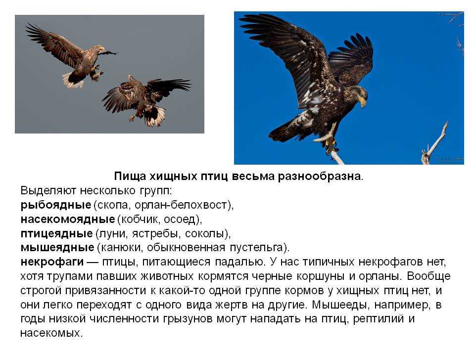 Хищные птицы. названия, описание, классификация и фото хищных птиц