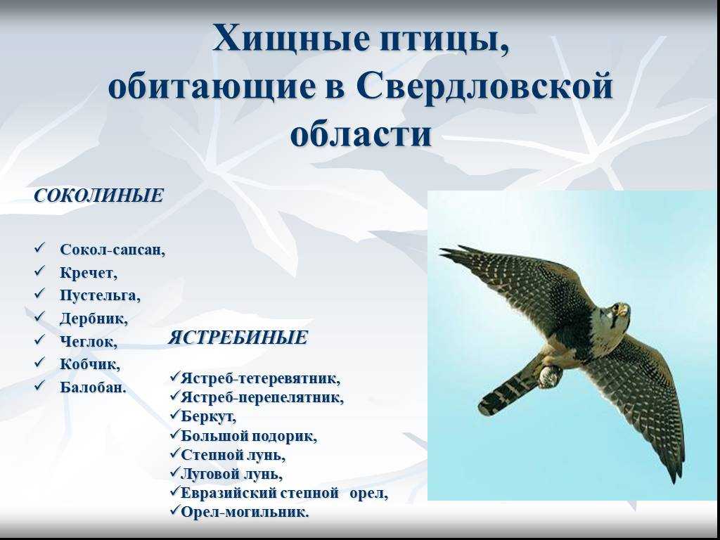 Сойка-пересмешница – любопытная и шумная птица