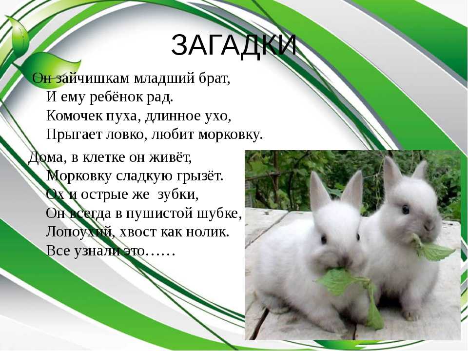 55 загадок про зайцев для детей: изучаем животных