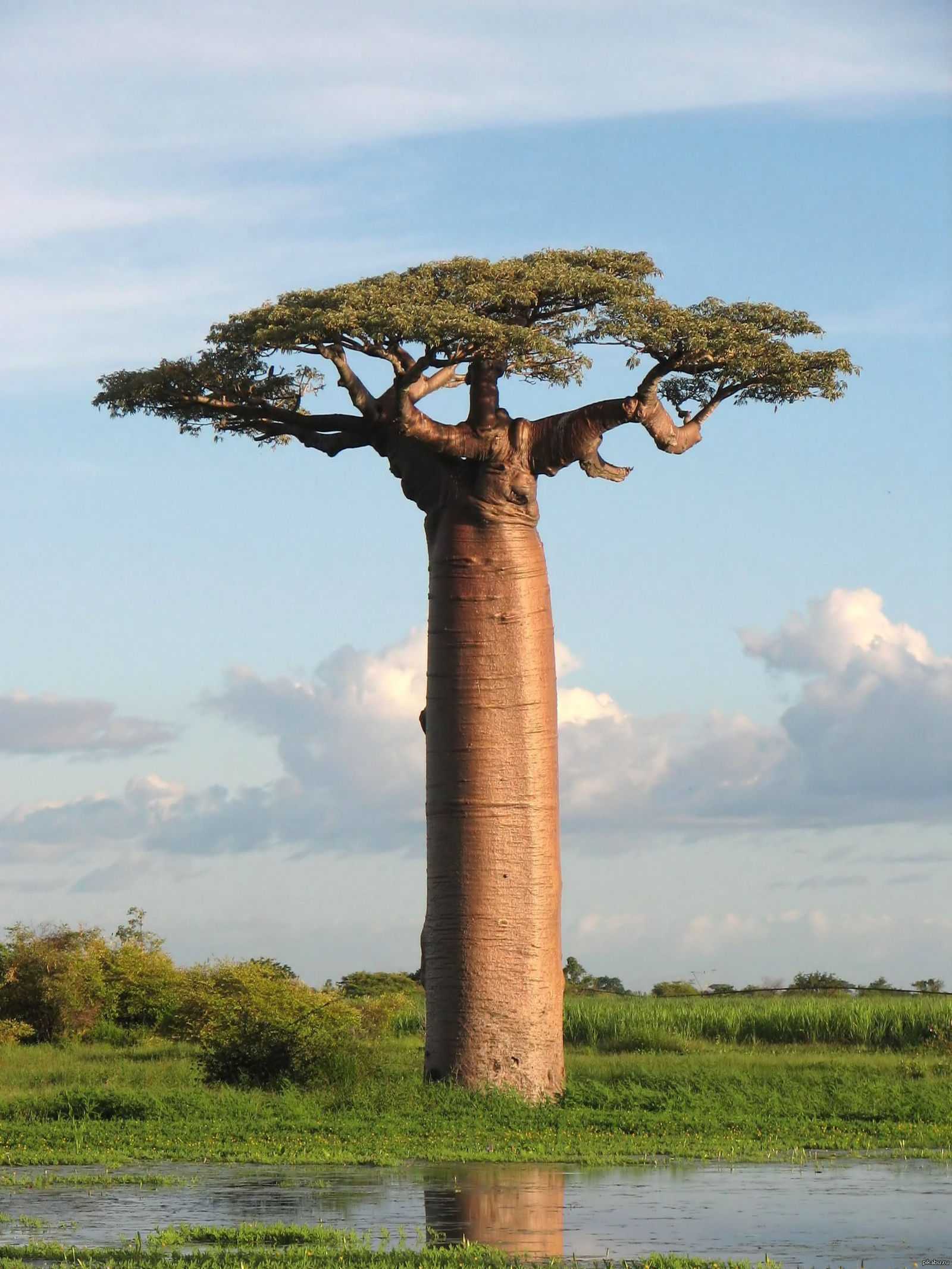 Дерево баобаб - загадка африки - таинственная наука  - каталог статей - тайны непознанного