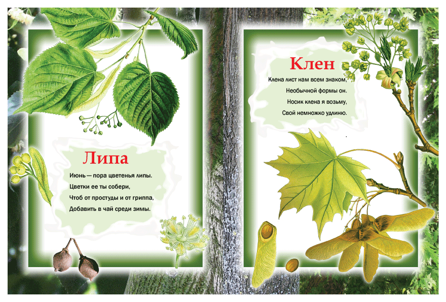 Стихи про деревья  короткие четверостишия для детей, известных поэтов
