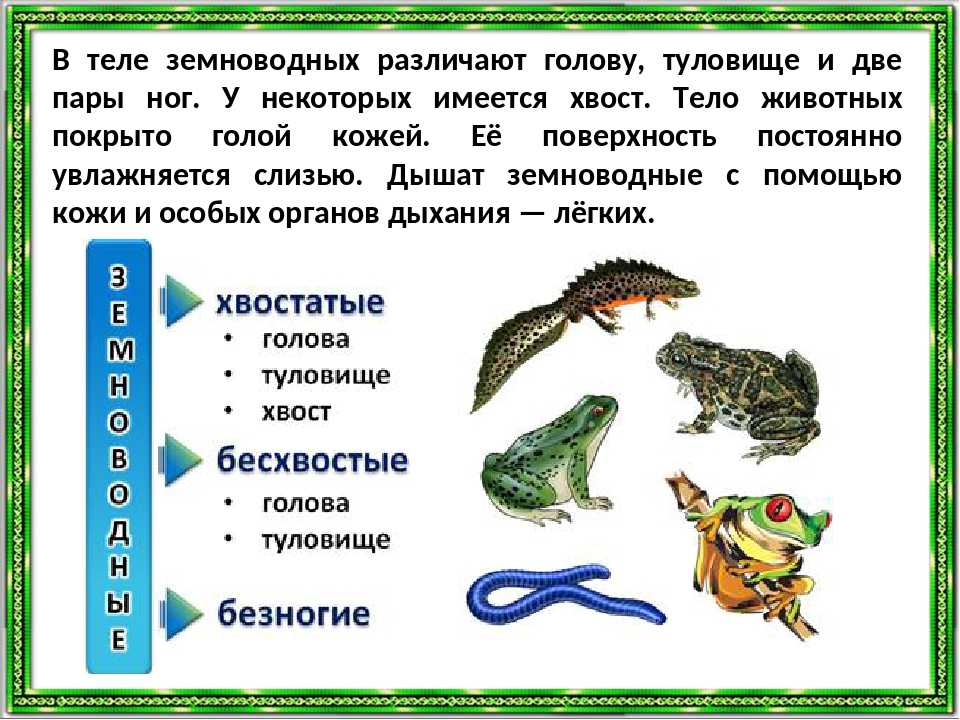 Признаками общими для рептилий и амфибий являются. Животные класса земноводные. Группа земноводные. Земноводные и пресмыкающиеся. Презентация про земноводных.