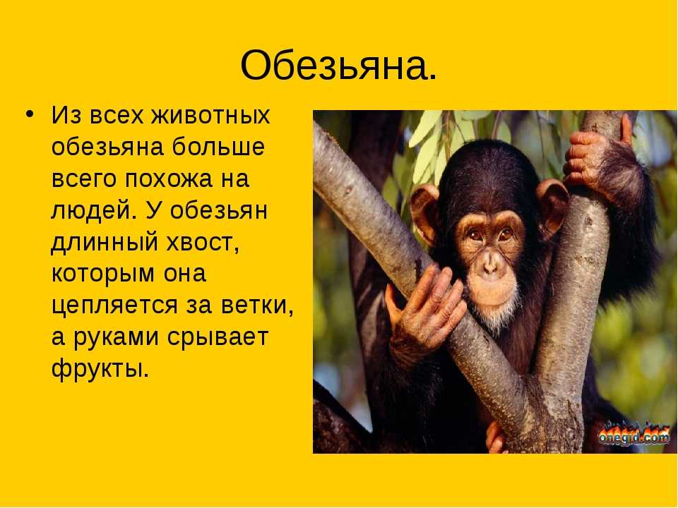 38 веселых загадок про обезьяну для детей и взрослых