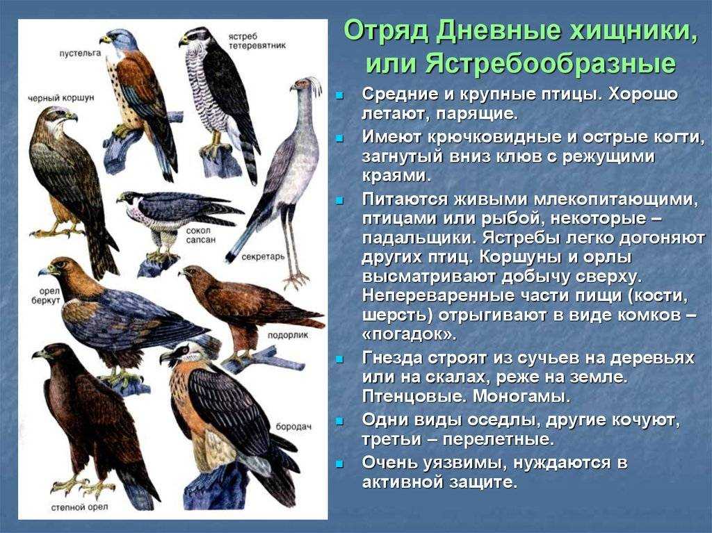 Сойка пересмешница птица: обыкновенная, с синими или голубыми крыльями