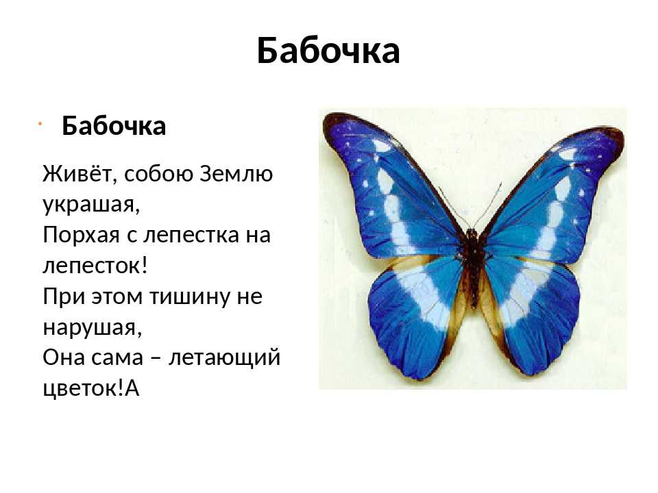 Загадки про бабочку для детей. яркие как лампочки порхают в небе бабочки. загадки про бабочку для детей в поле я над белой кашкой вдруг